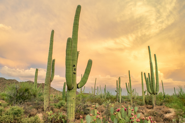 Arizona Native Plants to Be Familiar With