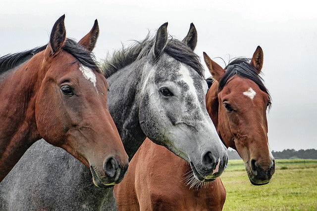 How Long Do Horses Live?