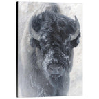 The Storyteller II Limited Edition Print