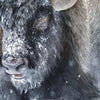 The Thundering Herd Limited Edition Print