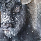 The Thundering Herd Limited Edition Print