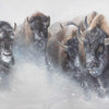 The Thundering Herd Limited Edition Print