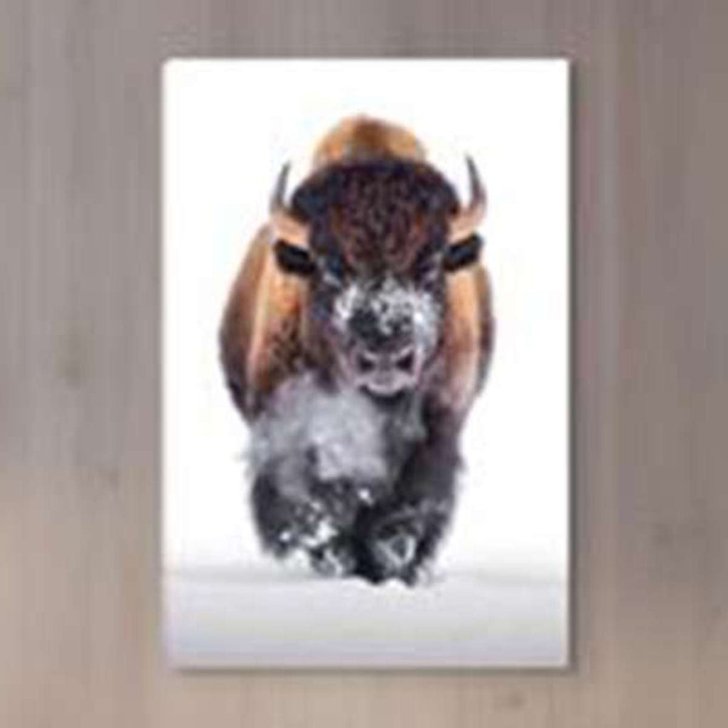Marching Bison Stretched Canvas