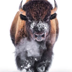 Marching Bison Stretched Canvas