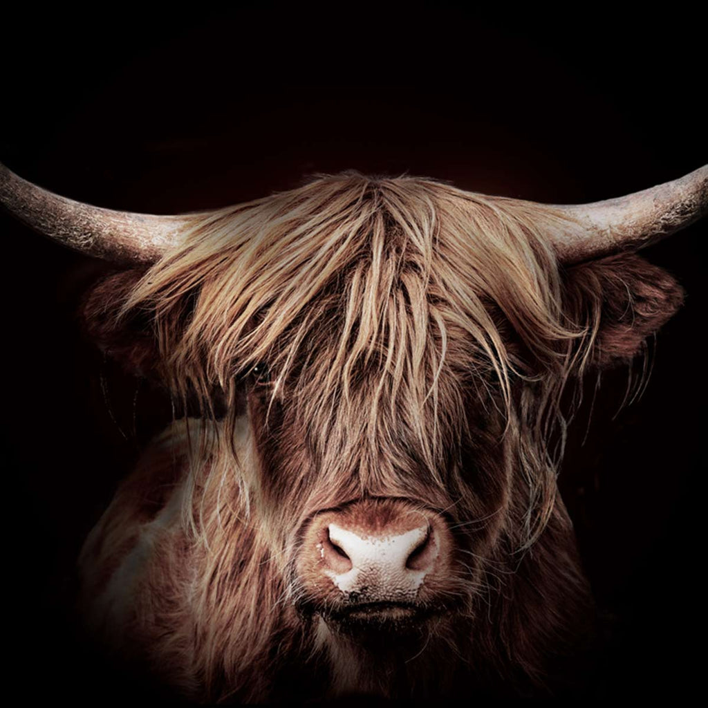 Highland Gold Stretched Canvas