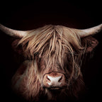 Highland Gold Stretched Canvas