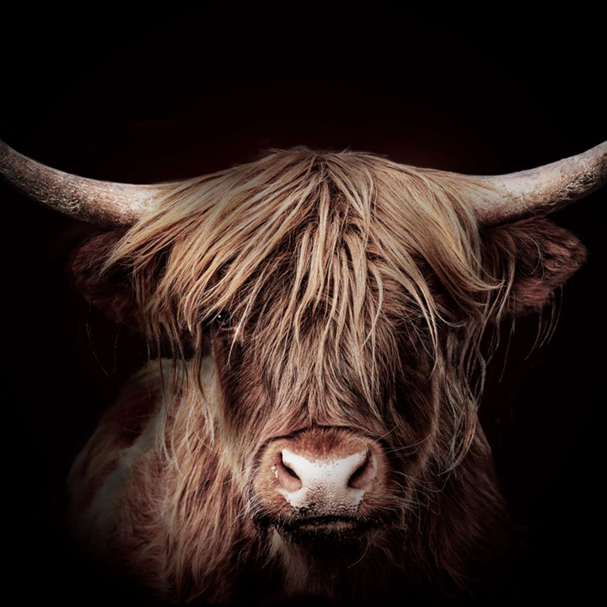 Highland Gold Stretched Canvas