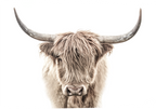 Shaggy Stretched Canvas
