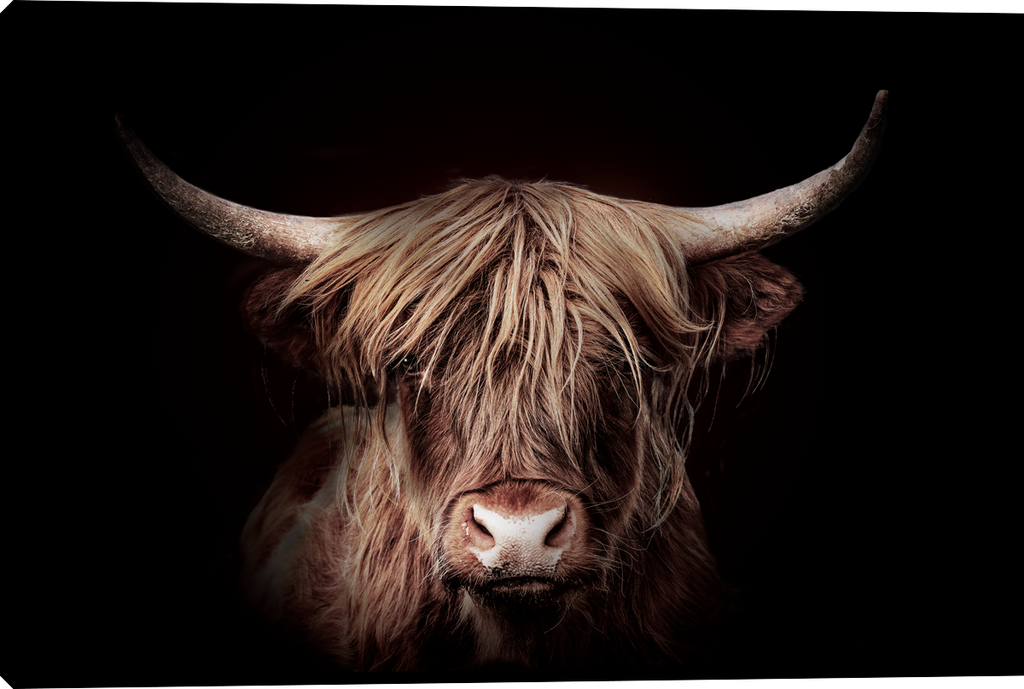 Highland Gold Stretched Canvas