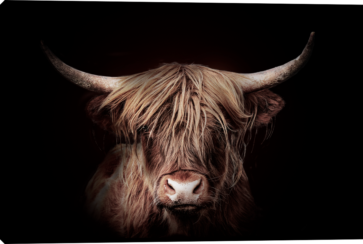 Highland Gold Stretched Canvas