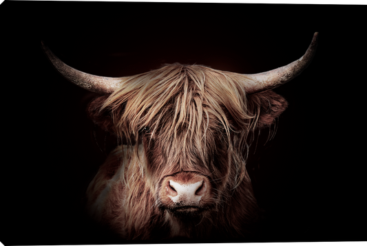 Highland Gold Stretched Canvas