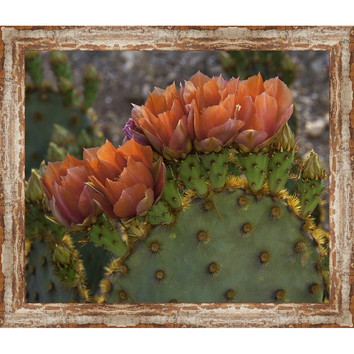 Grand Canyon Cactus Framed Canvas