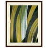 Variegated Agave I Framed Print