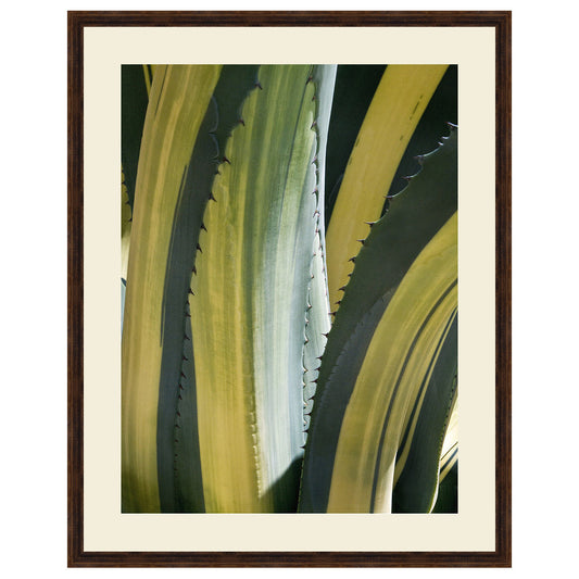 Variegated Agave I Framed Print