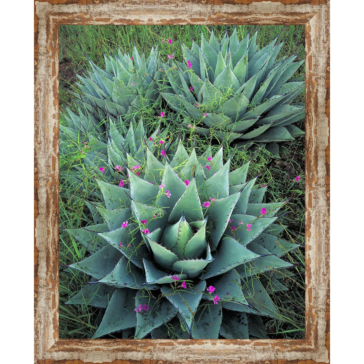 Silver City Cactus Framed Canvas