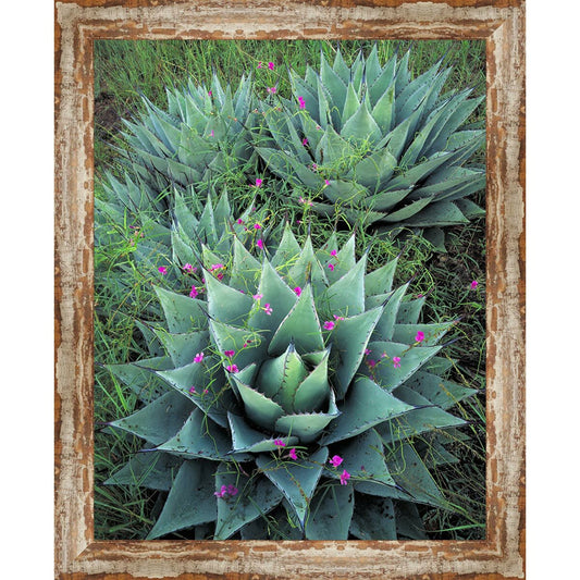 Silver City Cactus Framed Canvas