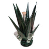 Dark Green Mezcal Tequila Set - Large