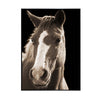 Stalwart Steed II Wall Art
