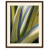 Variegated Agave II Framed Print