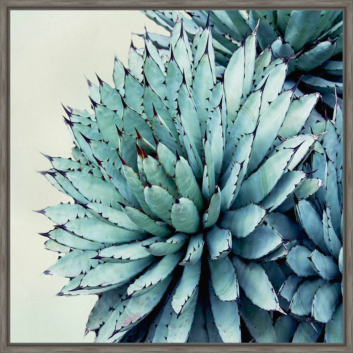 Prickly Desert I Canvas Art