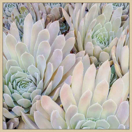 Ivory Succulents II Wall Art