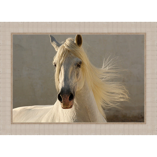Graceful Horse Framed Canvas