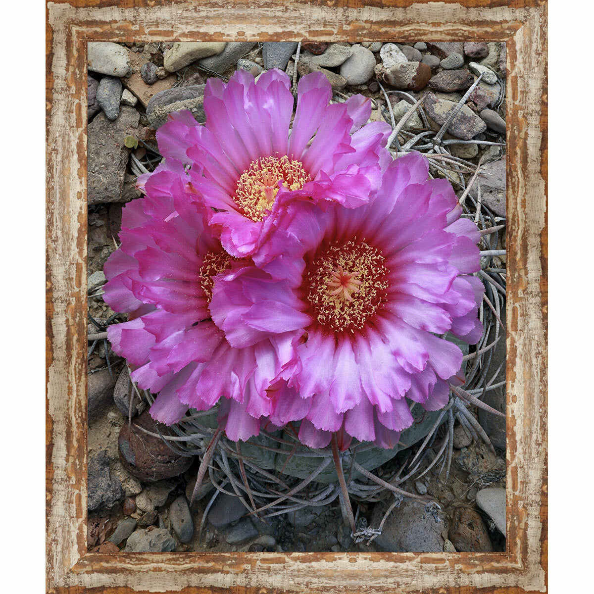 Borrego Cactus Framed Canvas