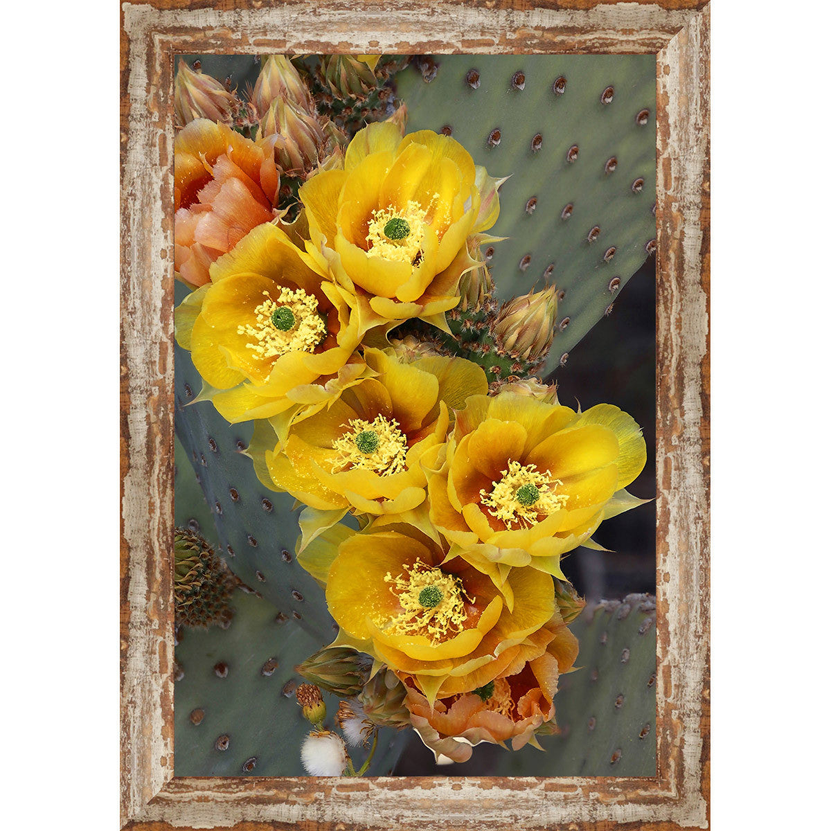 Tombstone Cactus Framed Canvas