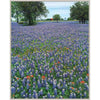 Bluebonnet Morning Framed Canvas