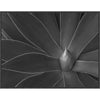 Agave Desert II Wall Art