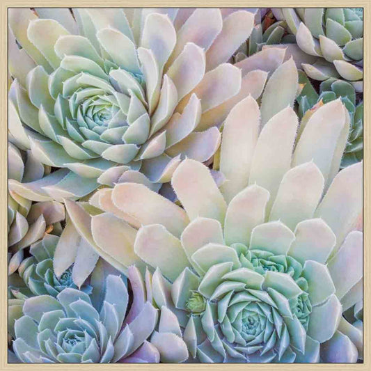 Ivory Succulents I Wall Art