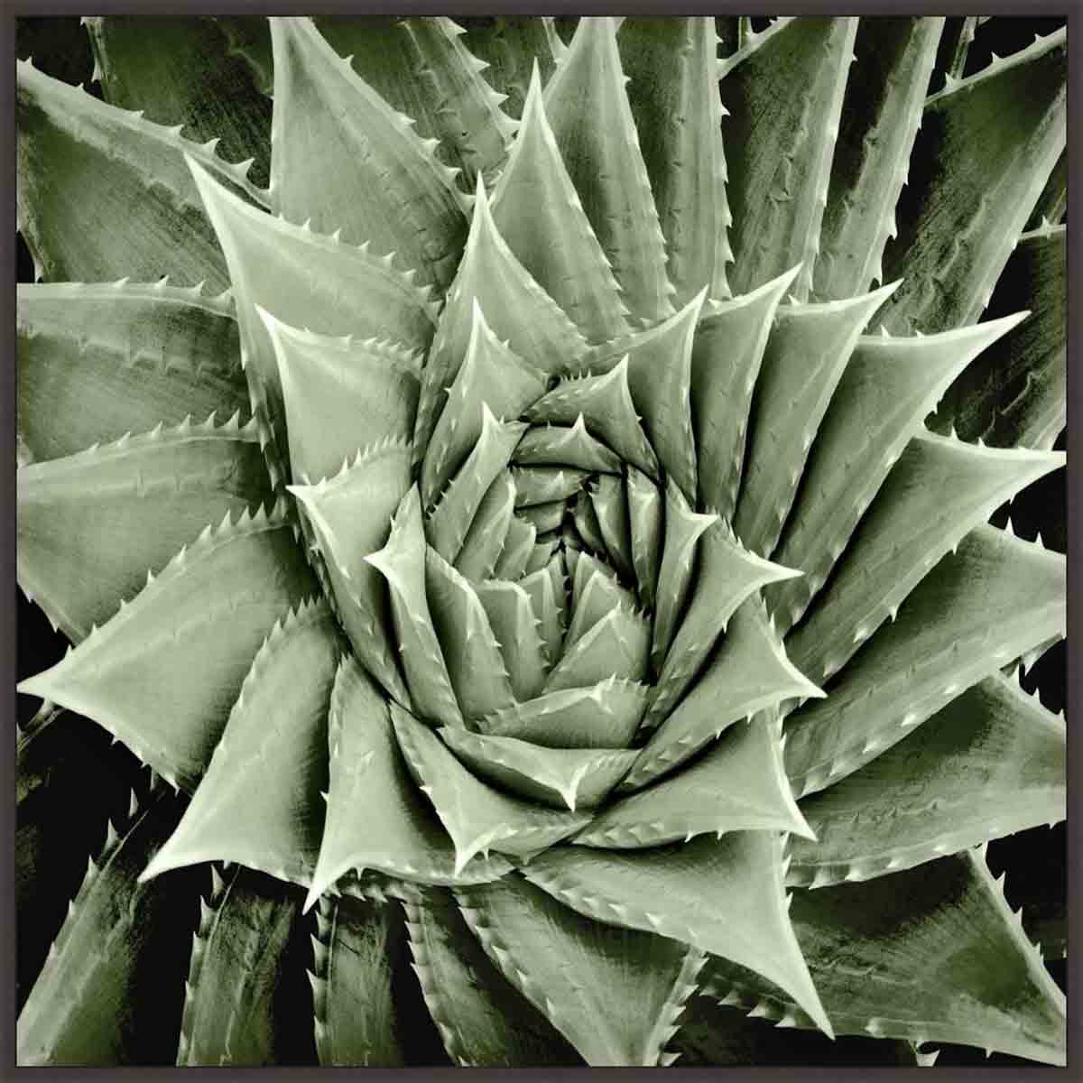 Summer Succulent I Wall Art
