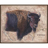 Texas Buffalo Framed Canvas