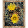 Scottsdale Cactus Framed Canvas
