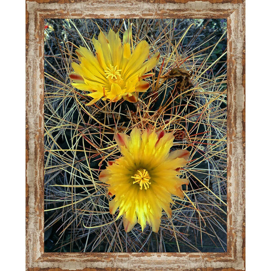 Scottsdale Cactus Framed Canvas