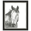 Wildlife Snapshot Horse I Framed Print