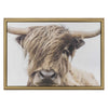 Golden Highland Framed Wall Art