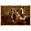 Horse Quartet Framed Canvas