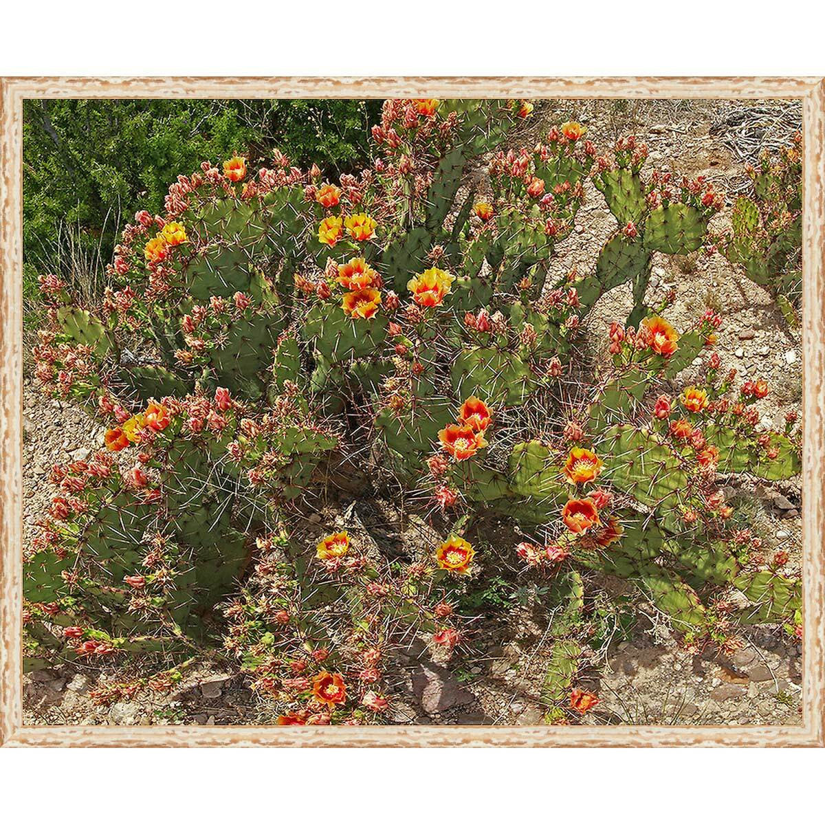 La Quinta Cactus Framed Canvas