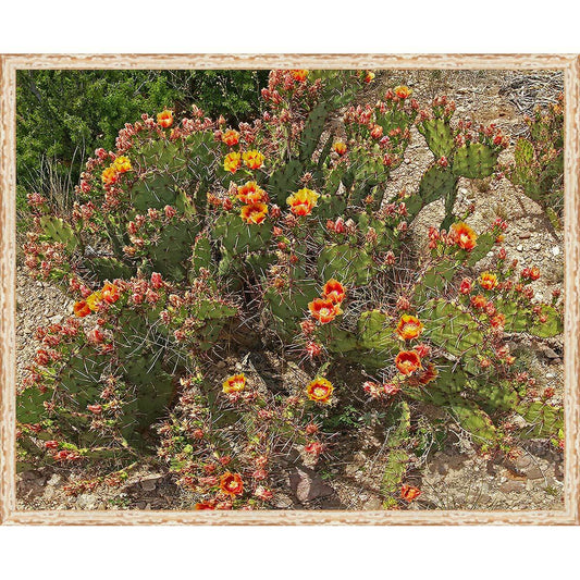 La Quinta Cactus Framed Canvas