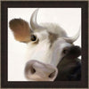 Bull Pose Canvas Art