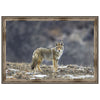 Yellowstone Coyote Framed Print