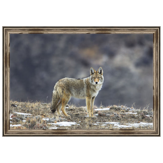 Yellowstone Coyote Framed Print
