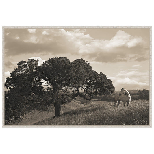 California Evening Framed Canvas