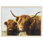 Highland Cattle Wall Art