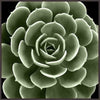 Summer Succulent III Wall Art