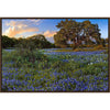 Bluebonnet Evening Framed Canvas