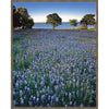 Blue Flower Lake Framed Canvas