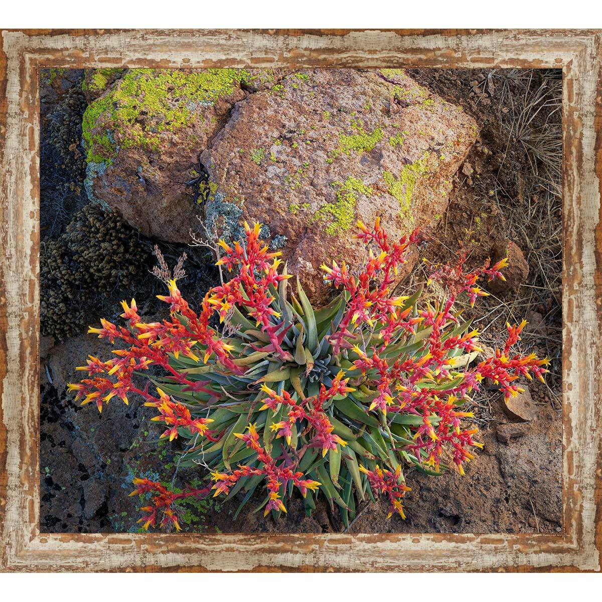 Palm Desert Cactus Framed Canvas