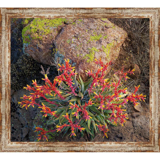 Palm Desert Cactus Framed Canvas